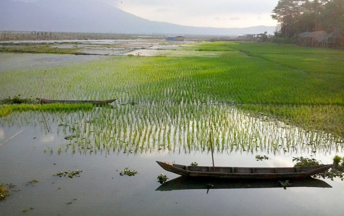 This rice fields are going to be submerged under water once the rainy season comes.