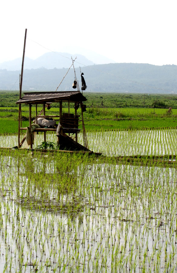 A simple small hut by the rice fields is usually used by the farmers to guard their ripening rice stalks from the attack of a large groups of small birds feed on the rice grains.