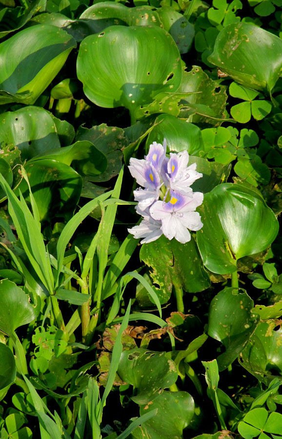 Lilac flowers of water hyacinth. I see some water hyacinth flowers darker shade color but  do not manage to picture any because their position is hard to reach :D